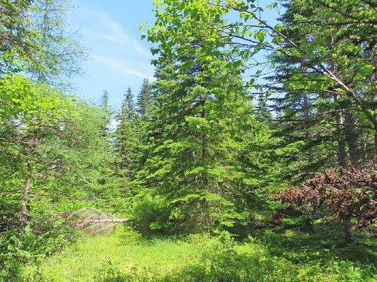 Cape Breton - Preiswertes 8,9 Hektar-Grundstück in