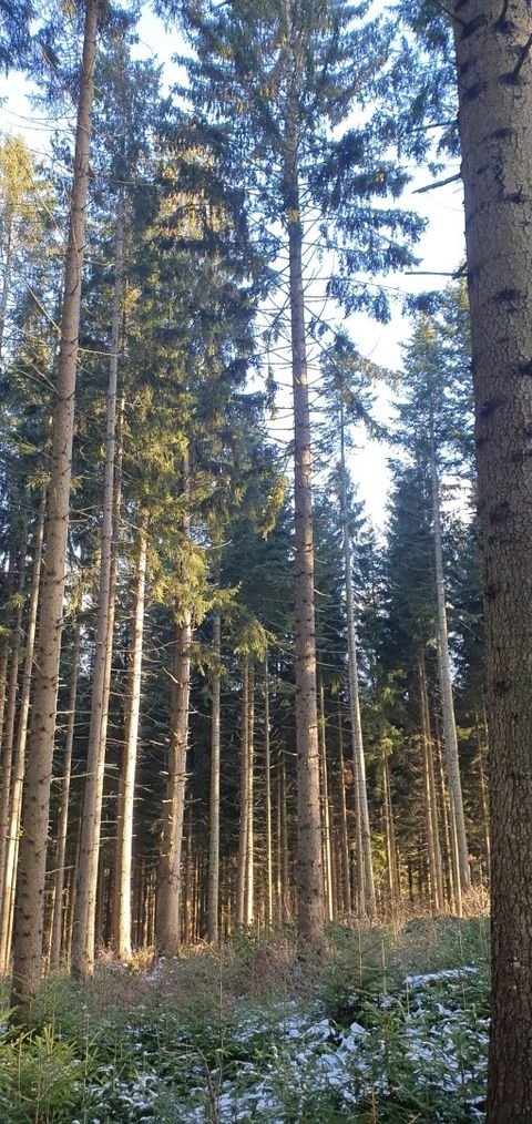 Hochneukirchen-Gschaidt Bauernhöfe, Landwirtschaft, Hochneukirchen-Gschaidt Forstwirtschaft
