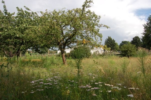 Garten mit Bäumen 