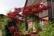 Garten mit Fassade 2