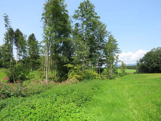 Wassergraben zur Entwässerung entlang der Bäume
