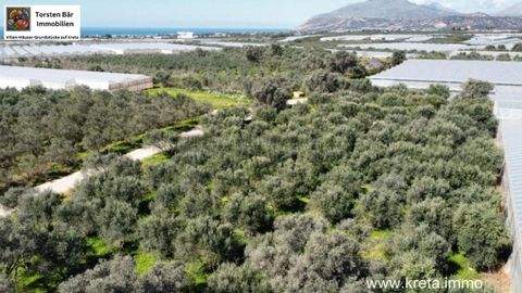 Timbaki Bauernhöfe, Landwirtschaft, Timbaki Forstwirtschaft