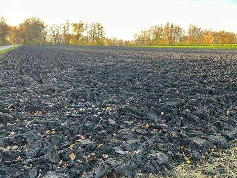Moosinning Bauernhöfe, Landwirtschaft, Moosinning Forstwirtschaft