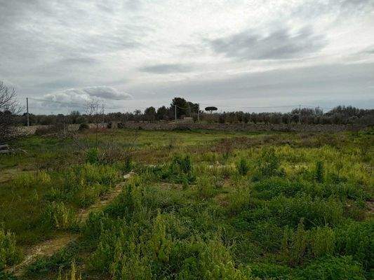 Masseria li Rizzi in Copertino (Lecce)