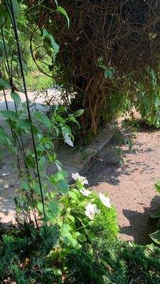 sommerliche Gartenimpressionen