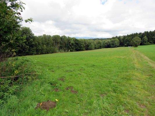 dazugehörige Wiese mit Wald   