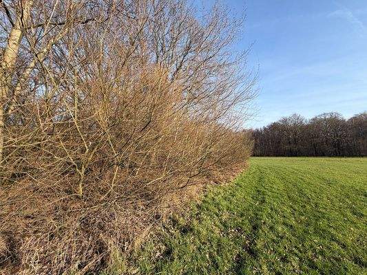Blick über das Grünland + Wald 