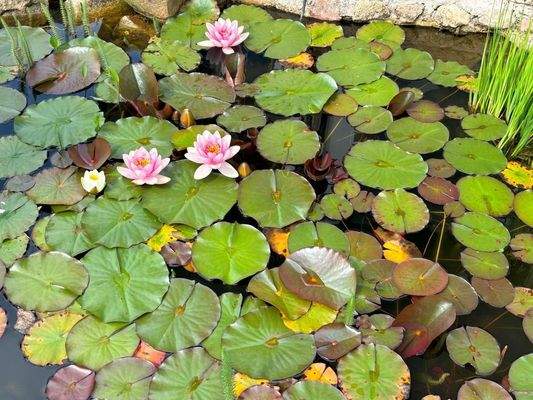 Teich
