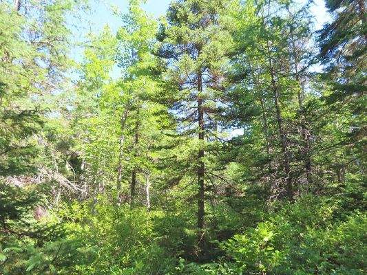 Cape Breton - Roberta - Einzigartiges 79-Hektar-Ar