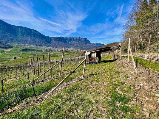 Kaltern-KalternamSee-KalternanderWeinstraße-Caldaro-Caldaroallago-Caldarosullastradadelvino-Weingarten-Weingut-vegneto-vigneti-Ruländer-Sonne-sole-Wein-Vino-Kaufen-acquistare