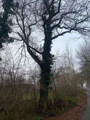 mächtiger Einzelbaum am Wegrand.jpg