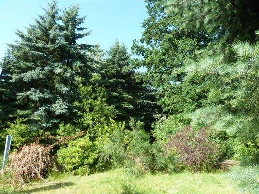 Garten (2).JPG
