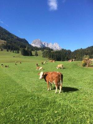 Umgebung Leben am Land  mit Wilder Kaiser