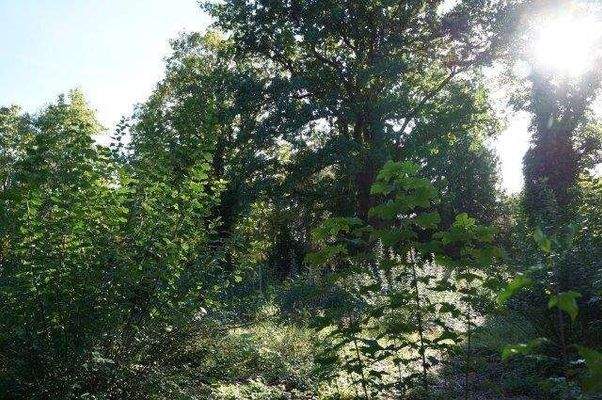 Baumbewuchs südlich