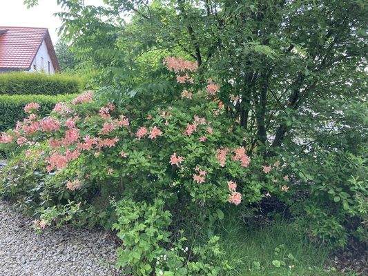 Der Garten in voller Blüte