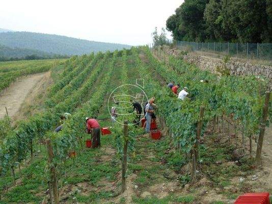 Eindrucksvolle Villa | Montalcino