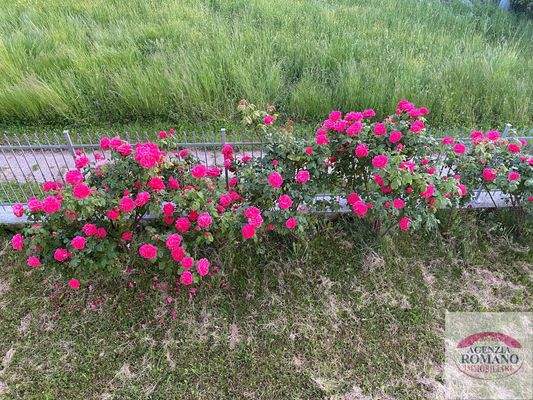 Rif 1405(Copy21).jpg.jpg