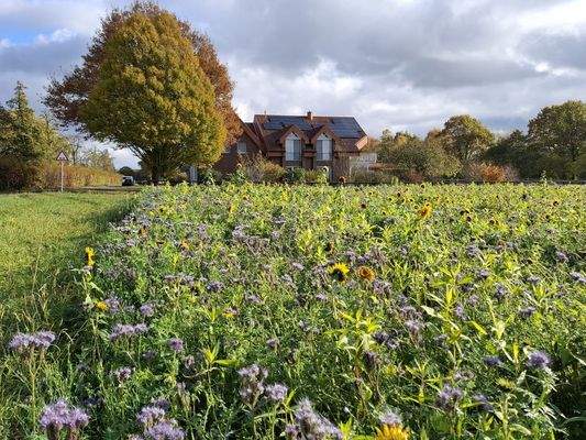 Blick von der angrenzenden Wiese aufs Haus