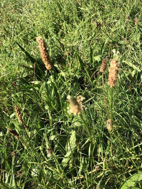 Mannheim Grundstücke, Mannheim Grundstück kaufen