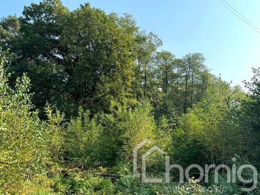 Blick auf den Wald von der Trasse aus