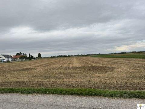 Sommerein Bauernhöfe, Landwirtschaft, Sommerein Forstwirtschaft