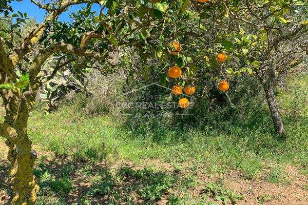 ...die vielen Orangenbäume...