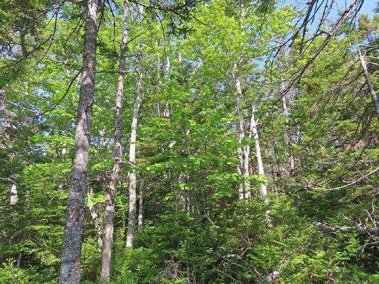 Cape Breton - 31-Hektar Areal in herrlicher Atlant