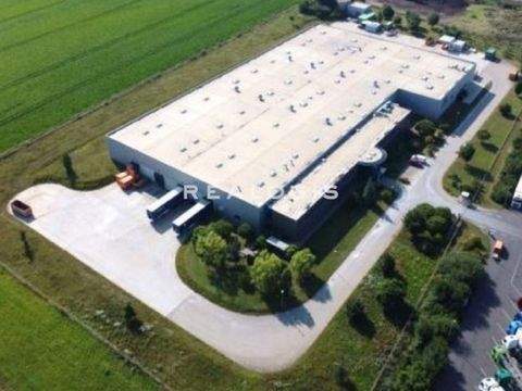 Sülzetal Halle, Sülzetal Hallenfläche