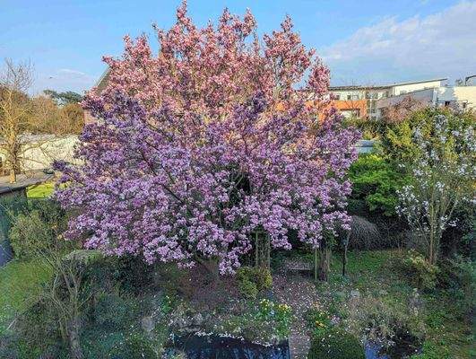 Gartenblick von Wohnung OG