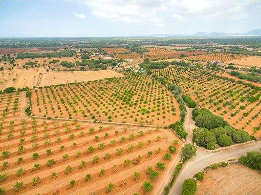 llucmajor Mallorca finca zu Verkaufen Weinberg89362
