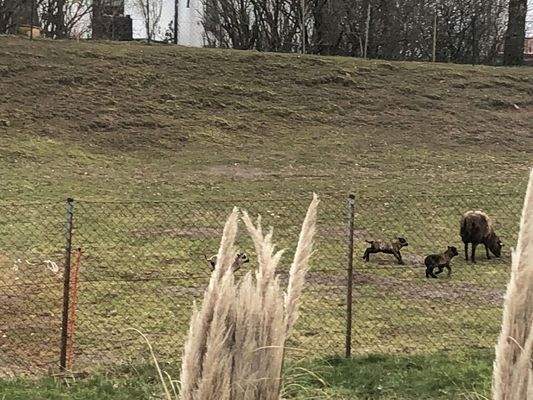 Blick auf kleine Schafweide