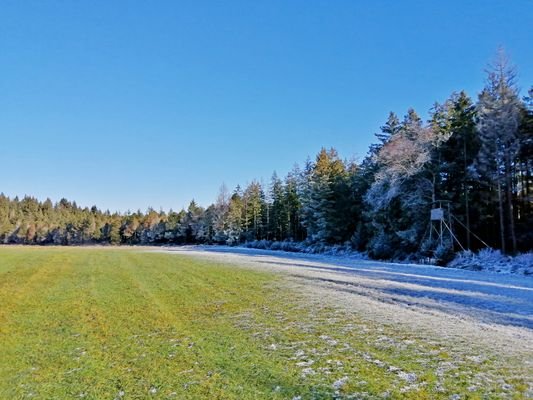 Ansicht Wiese mit Wald.jpg