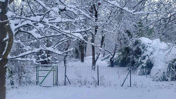 Blick ins Naturgrundstück 