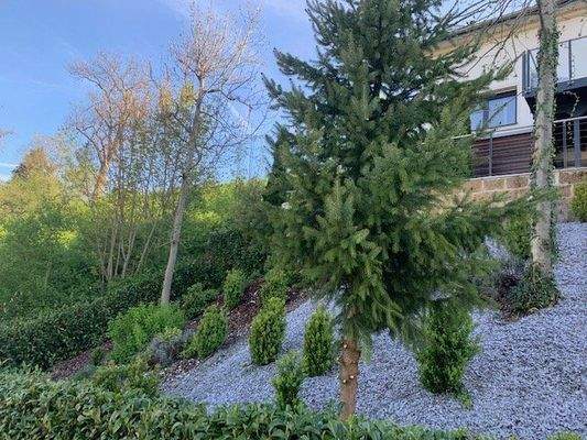 Viel Grün um das Haus