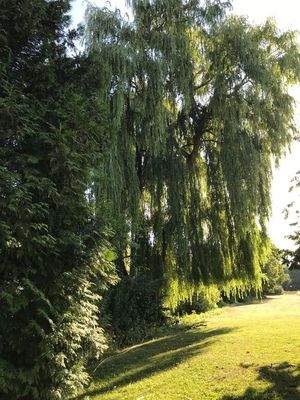 Gartenansicht Trauerweide