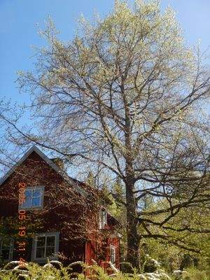 Wohnhaus alter Teil, Südwestseitig