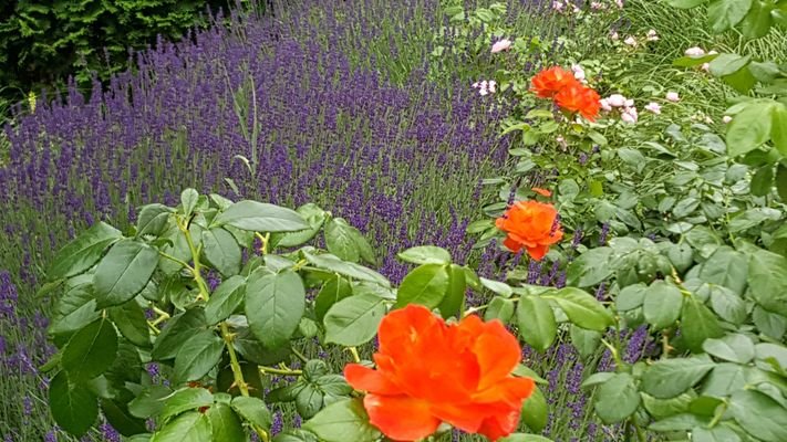 Lavendel schnuppern