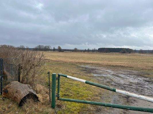 Blick am Schleipfuhl Spree 2.jpg