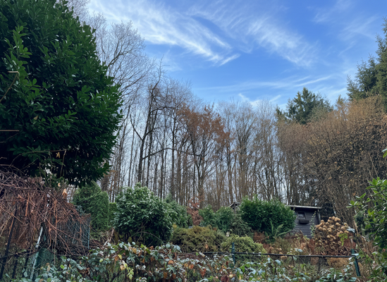 Wald hinter dem Haus