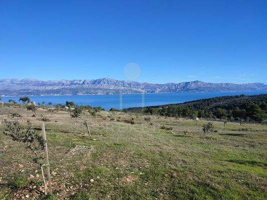 Vier Arten von 4-jährigen Olivensetzlingen