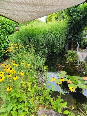 Teich mit Pflanzen und Fischen