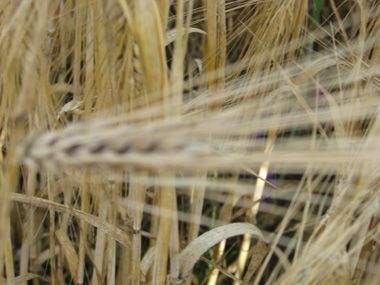 Getreide 7