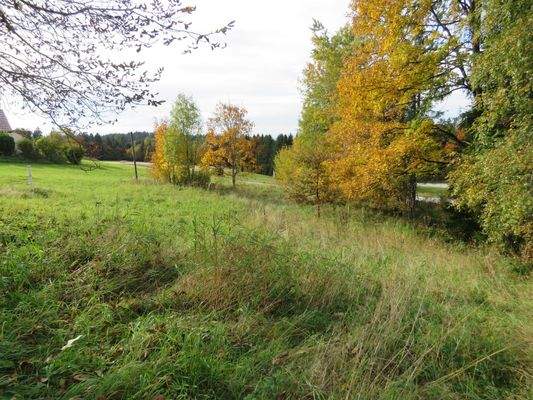 Grundstück mit Sträucher und Bäumen 