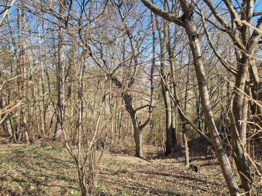 Blick auf das waldartige Grundstück