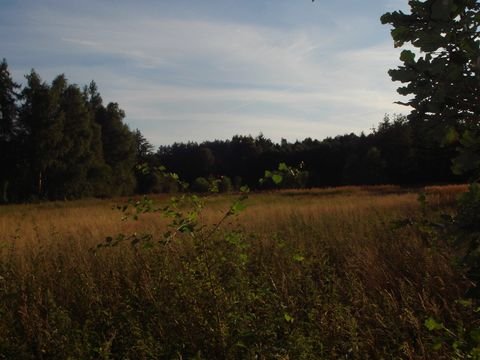 Wittingen Bauernhöfe, Landwirtschaft, Wittingen Forstwirtschaft