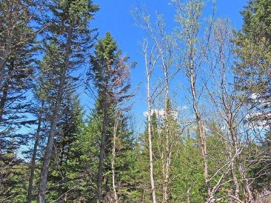 Cape Breton - Wunderschönes 10-Hektar-Areal inmitt