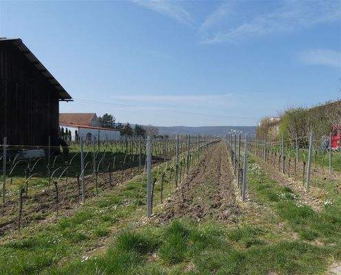 Blick angrenzende Weinberge