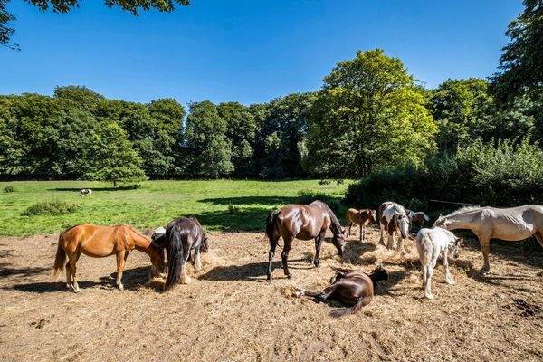 Reiten auf dem nahen Pferdehof