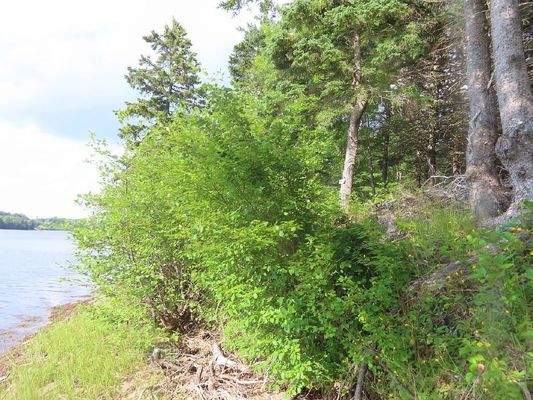 Cape Breton - Wunderschönes Fluss-Ufergrundstück a