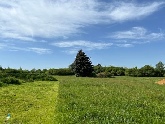 Blick ins Grüne